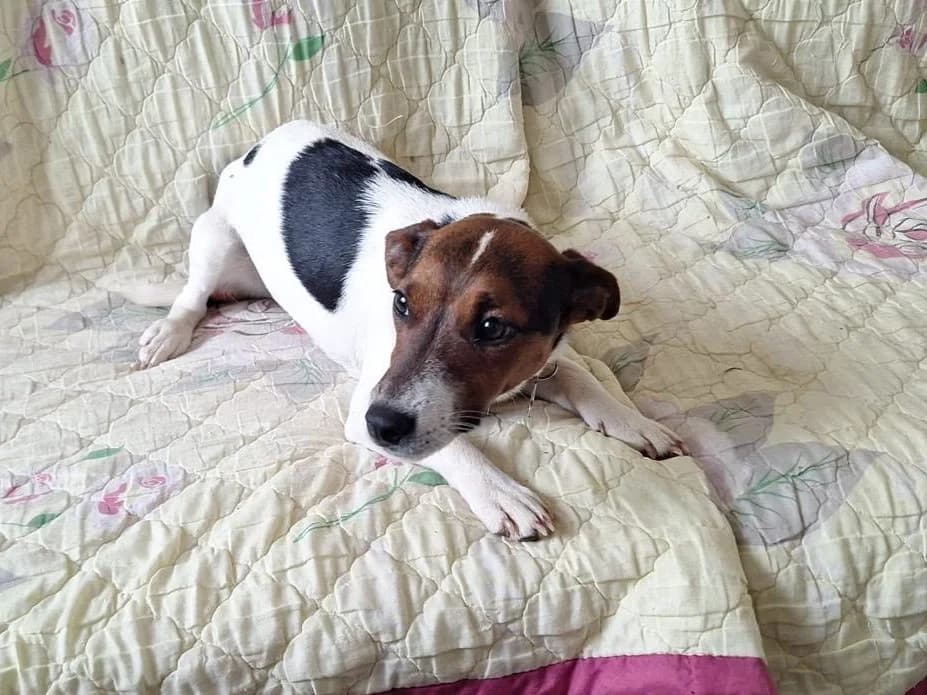 Mickey, puppy Mixed Breed for adoption at Ein Herz für Streuner e.V., München