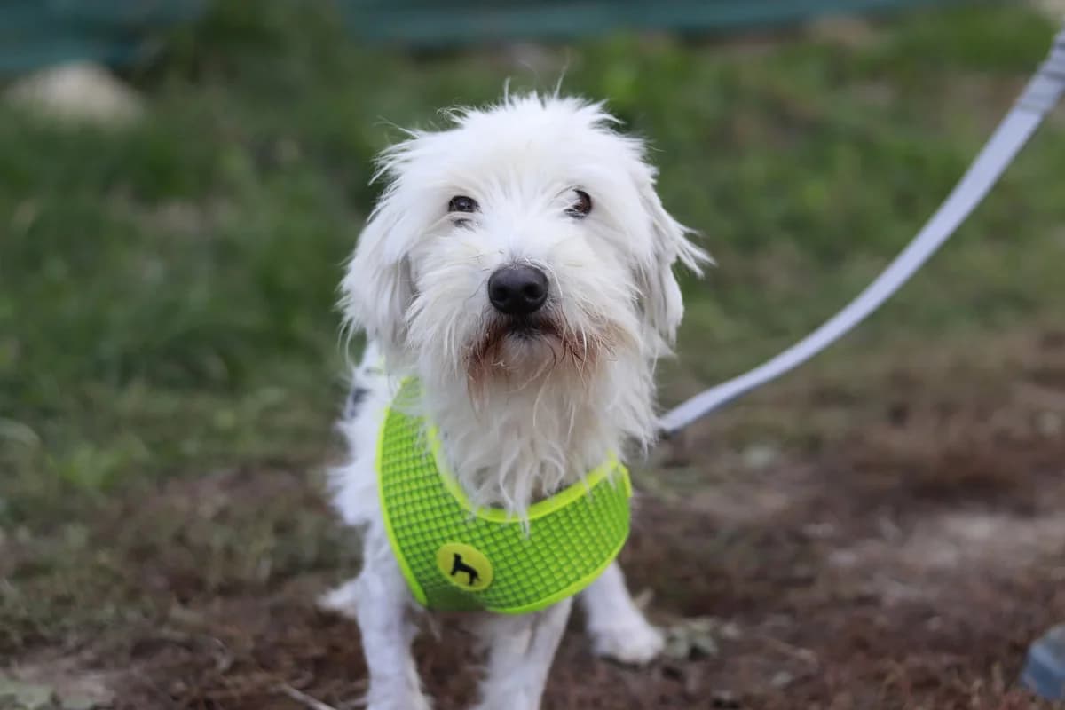 Micki, weiß male 5yo Mixed Breed for adoption at Ein Herz für Streuner e.V., München