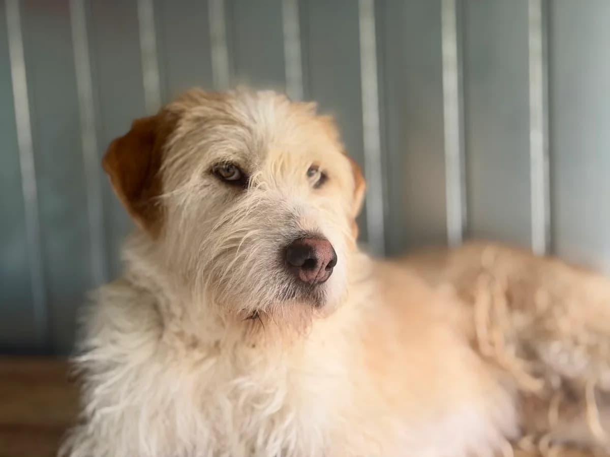 Micky, male 5yo Mixed Breed for adoption at Ein Herz für Streuner e.V., München