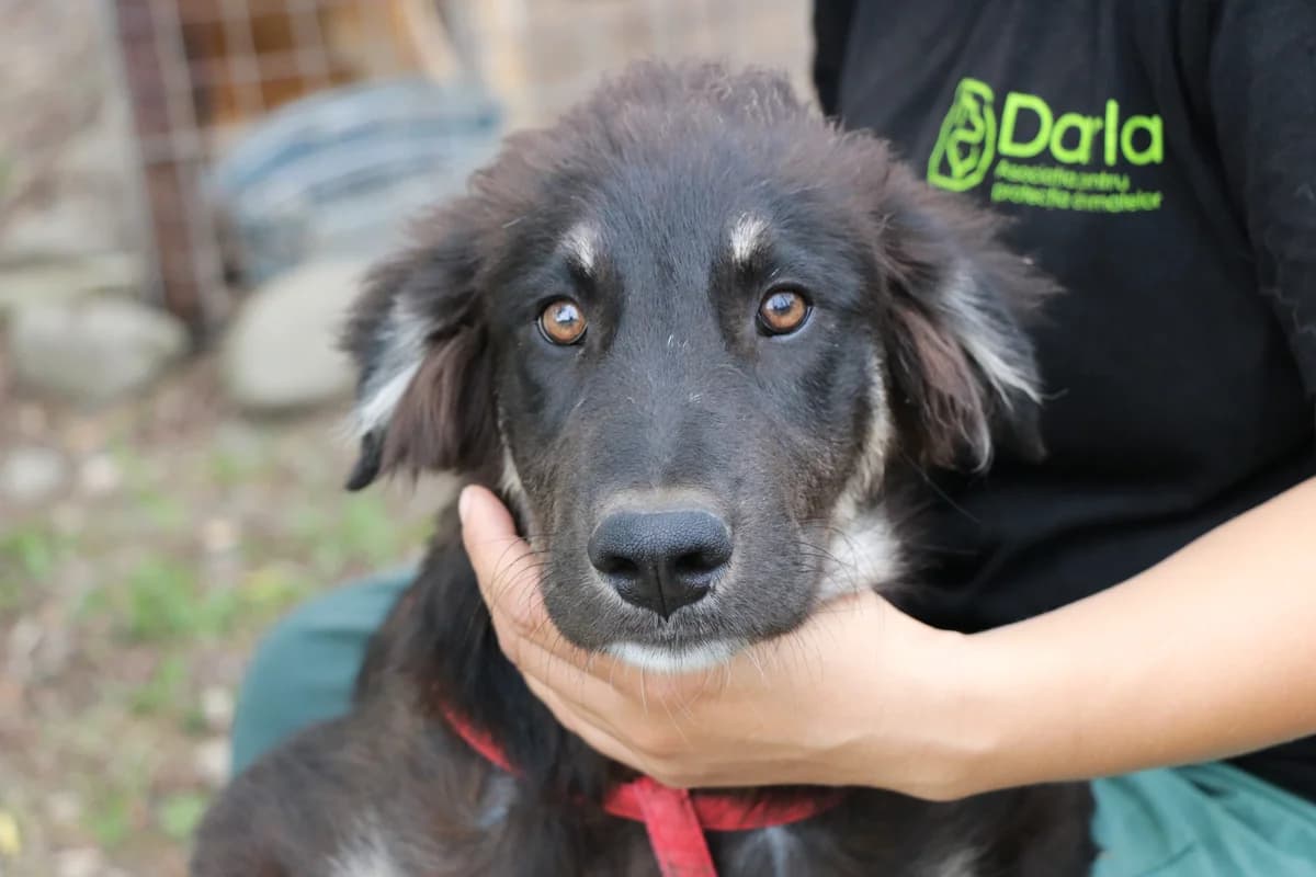 Midas, male puppy Mixed Breed for adoption at Ein Herz für Streuner e.V., München