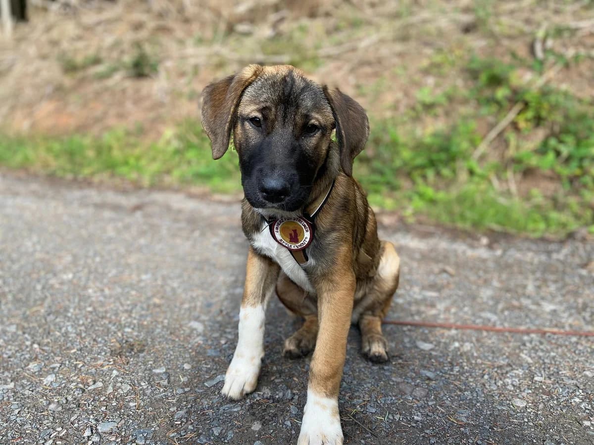 Mieke, weiß female puppy Mixed Breed for adoption at Ein Herz für Streuner e.V., München