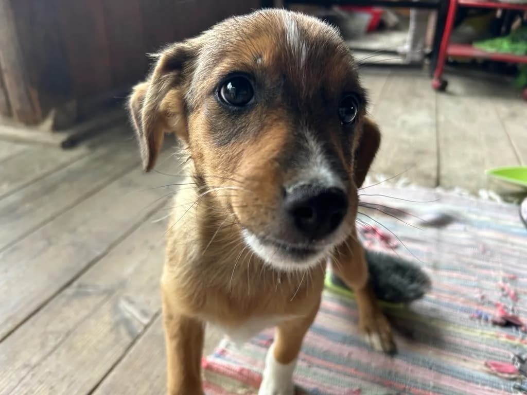 Miena, female puppy Mixed Breed for adoption at Ein Herz für Streuner e.V., München