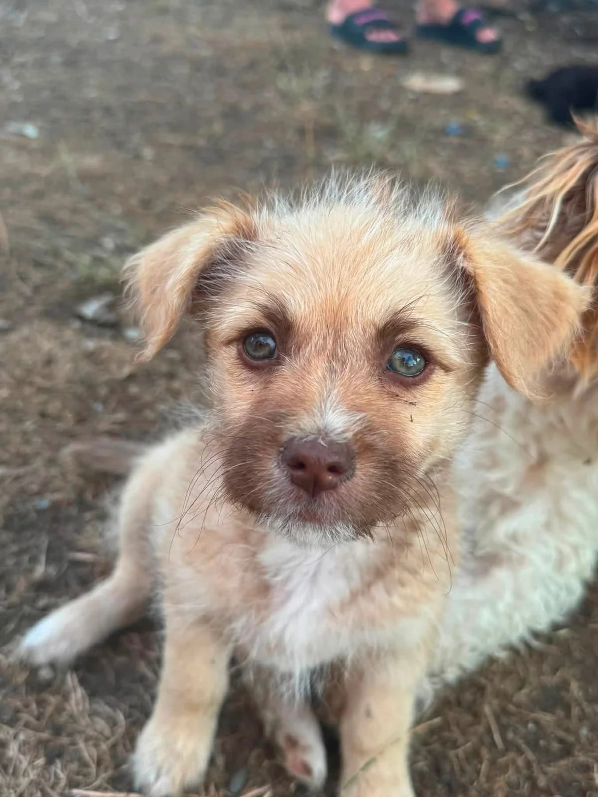 Mienchen, female puppy Mixed Breed for adoption at Ein Herz für Streuner e.V., München