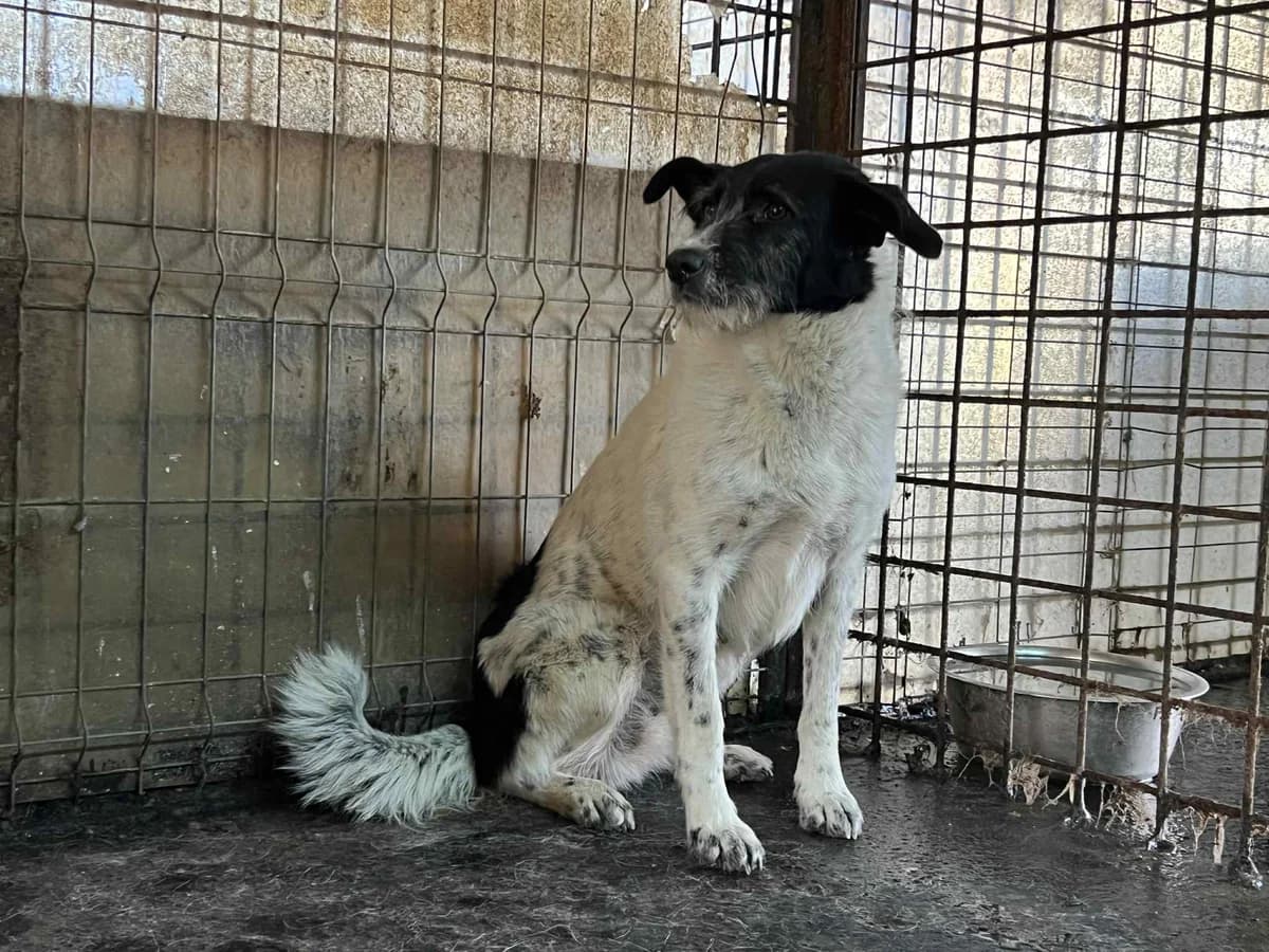 Miina, female 5yo Mixed Breed for adoption at Ein Herz für Streuner e.V., München