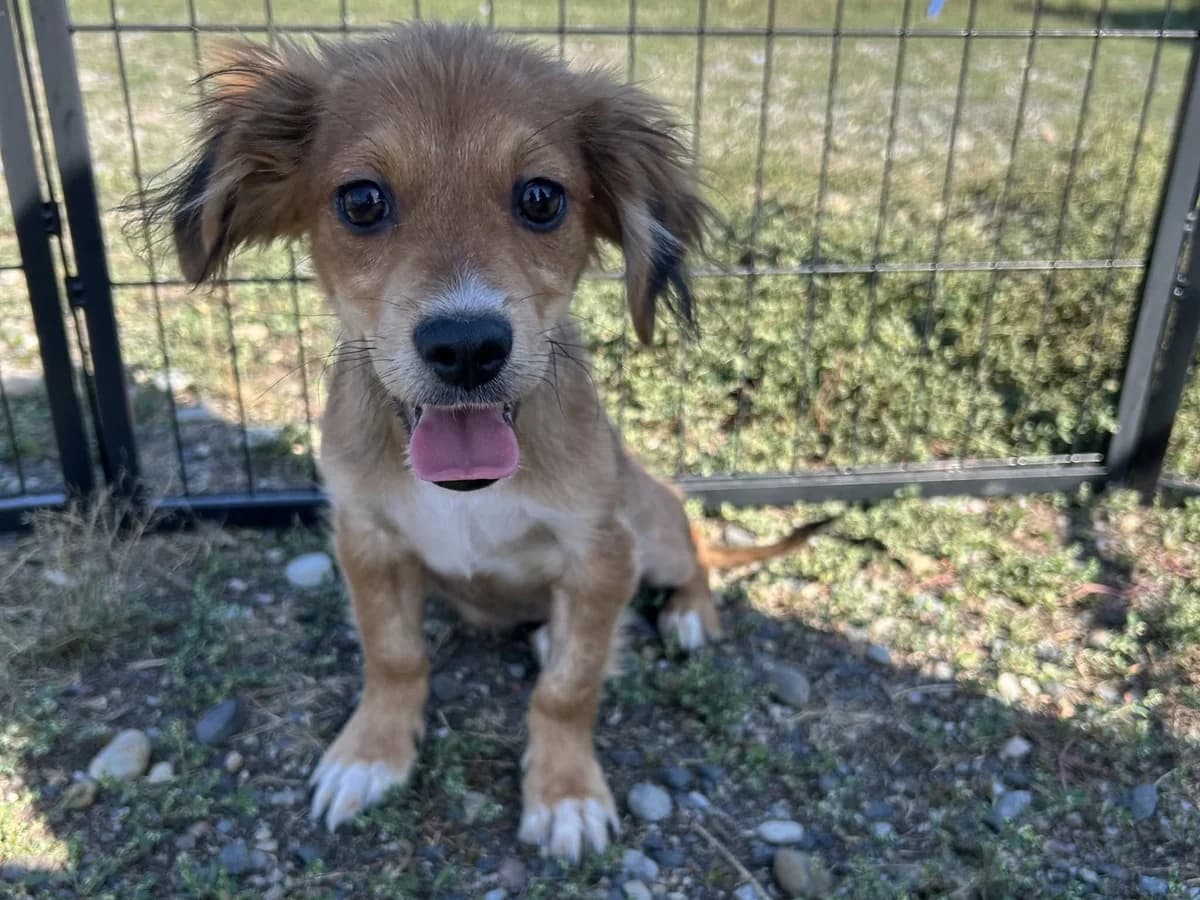 Mik, weiß male puppy Mixed Breed for adoption at Ein Herz für Streuner e.V., München