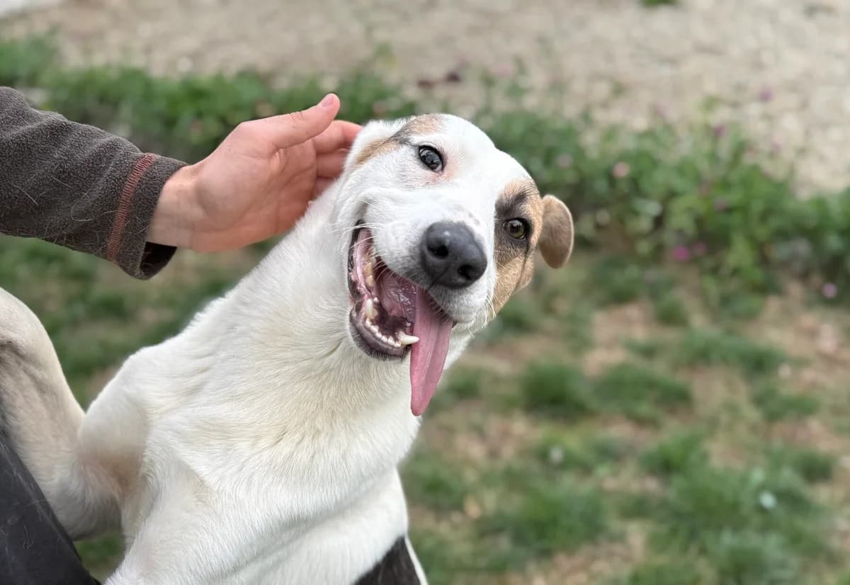 Mika, weiß male 5yo Mixed Breed for adoption at Ein Herz für Streuner e.V., München