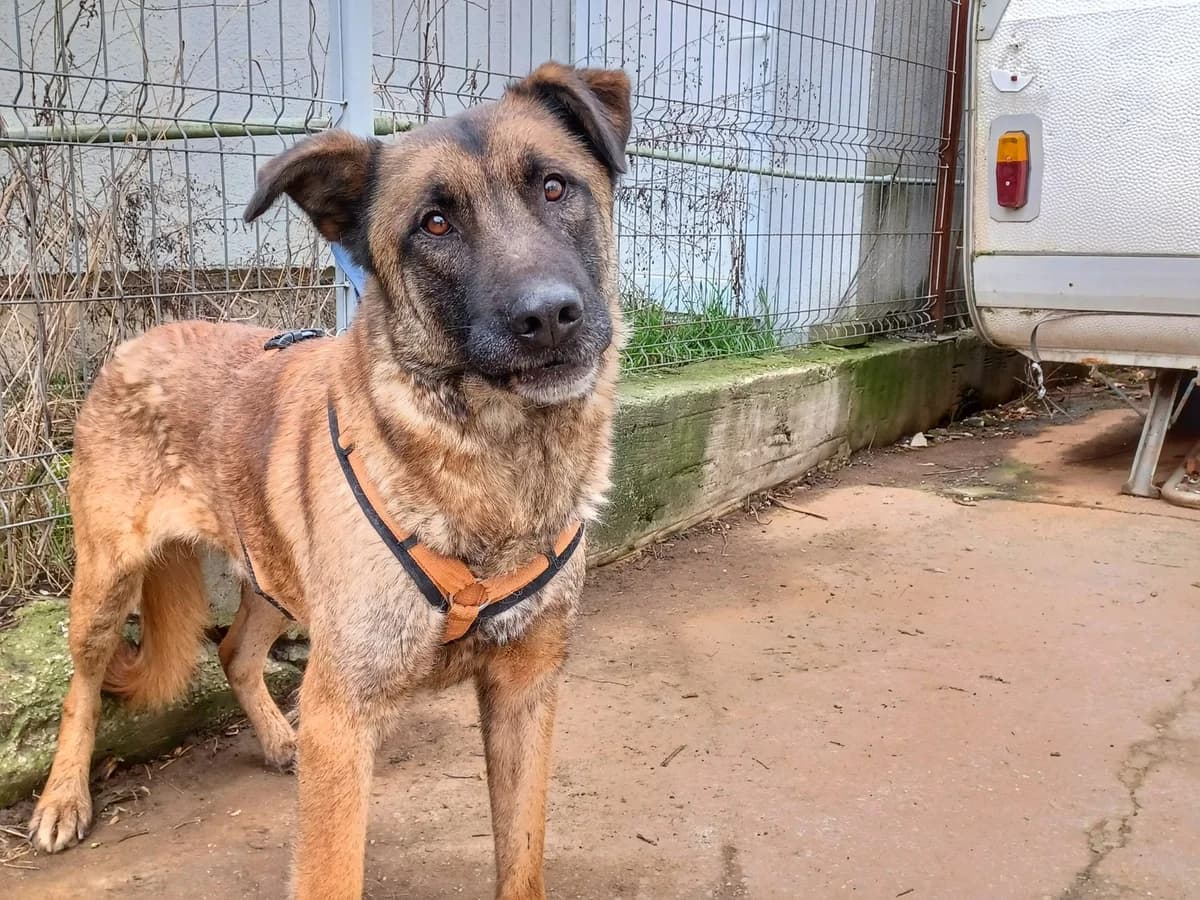 Mika, male 7yo Mixed Breed for adoption at Ein Herz für Streuner e.V., München