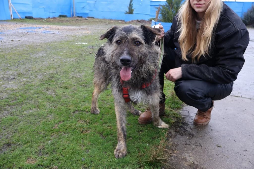 Mika, schwarz male 5yo Mixed Breed for adoption at Ein Herz für Streuner e.V., München
