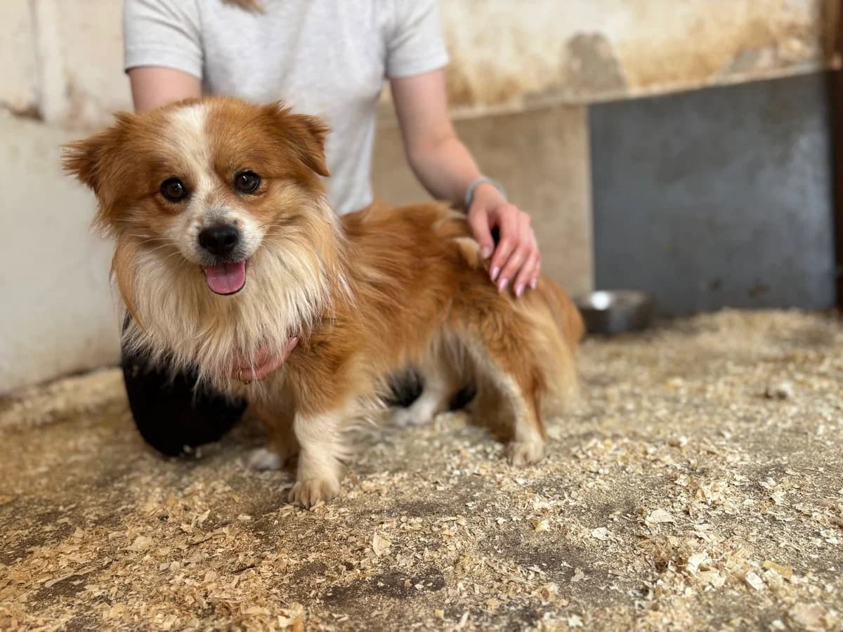 Mike, young Mixed Breed for adoption at Ein Herz für Streuner e.V., München