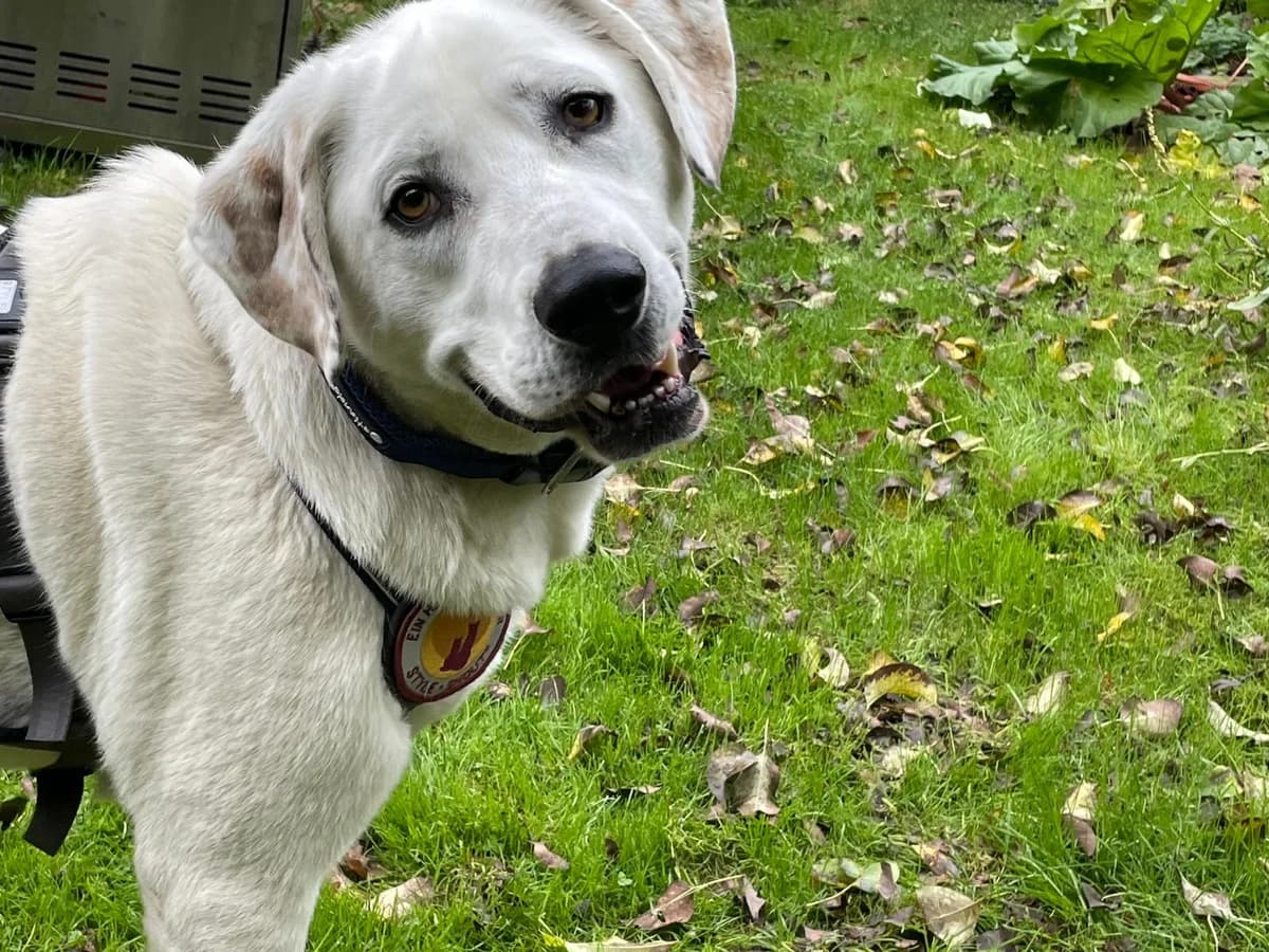 Mikel, male young Mixed Breed for adoption at Ein Herz für Streuner e.V., München