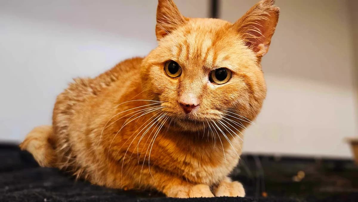 Mikesch, male 6yo Mixed Breed for adoption at Ein Herz für Streuner e.V., München