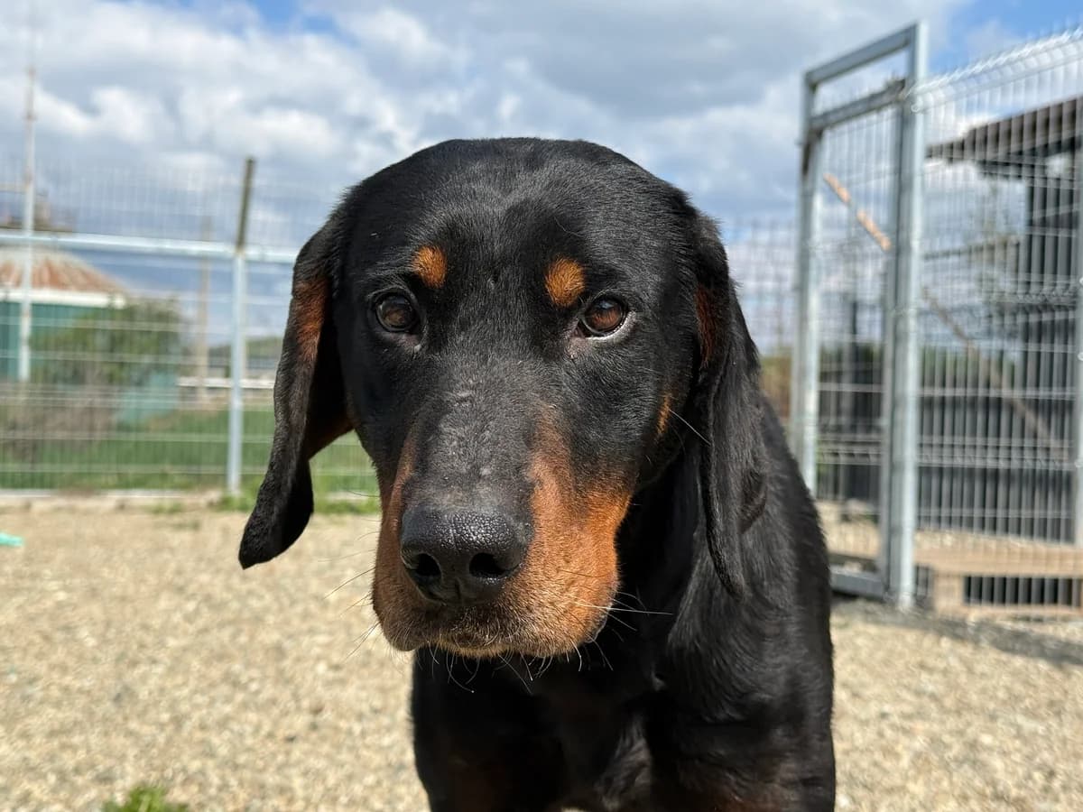 Mikkel, male 3yo Mixed Breed for adoption at Ein Herz für Streuner e.V., München