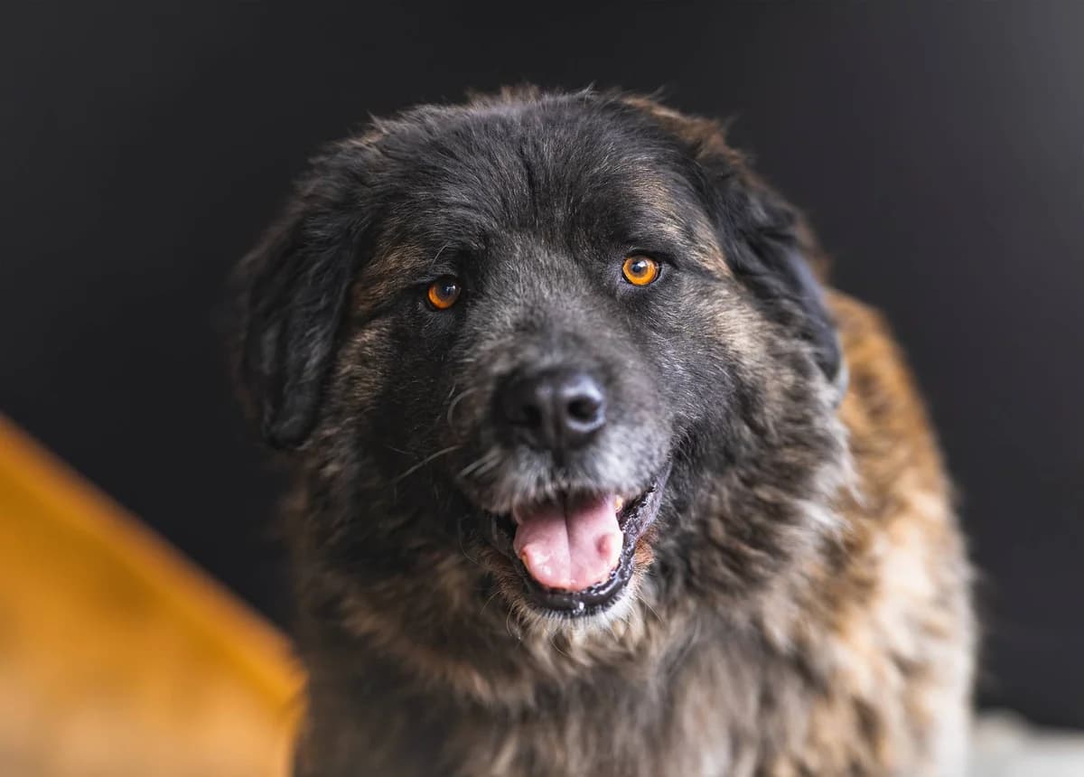 Mikkel, male 7yo Mixed Breed for adoption at Ein Herz für Streuner e.V., München