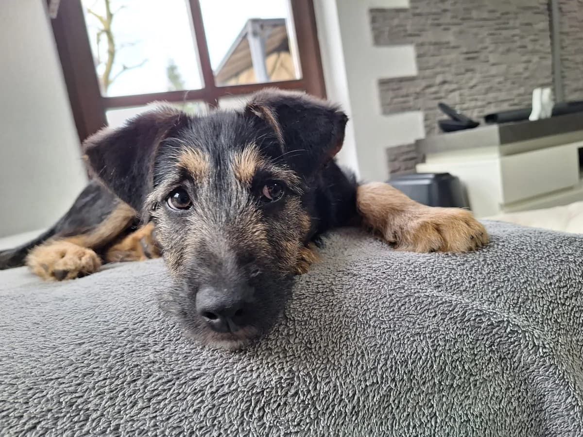 Miko, weiß male puppy Mixed Breed for adoption at Ein Herz für Streuner e.V., München