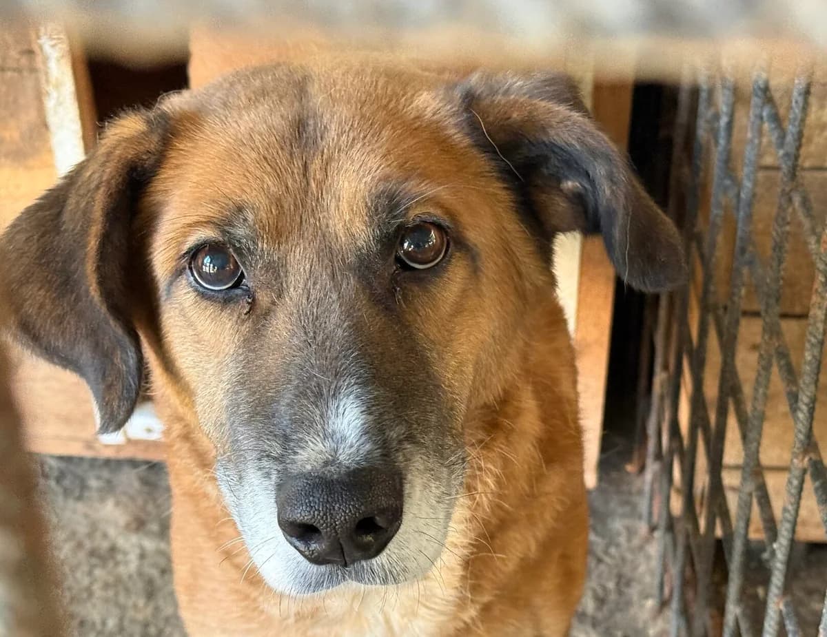 Mila, female senior Mixed Breed for adoption at Ein Herz für Streuner e.V., München