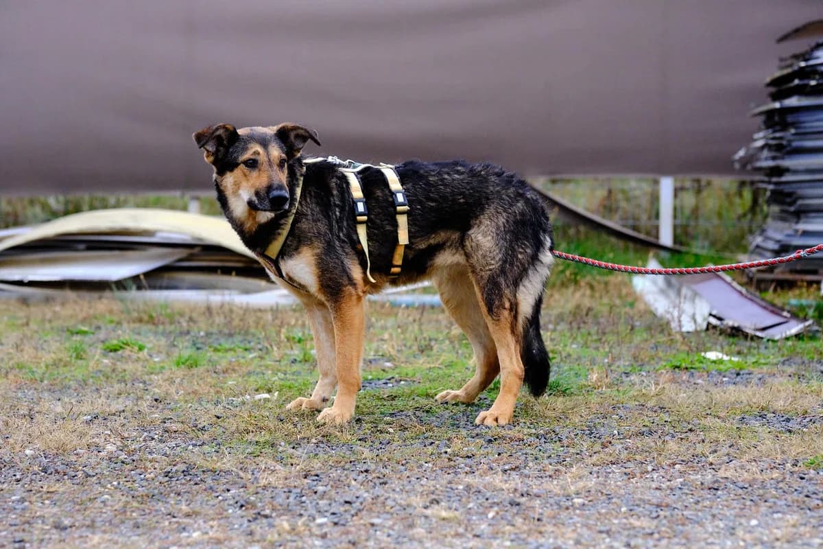 Mila, female 3yo Mixed Breed for adoption at Ein Herz für Streuner e.V., München