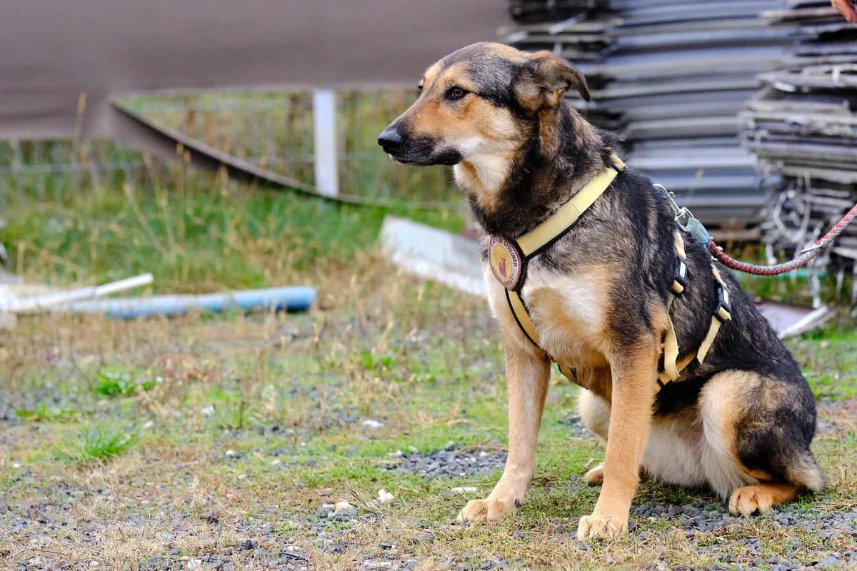 Mila, female 3yo Mixed Breed for adoption at Ein Herz für Streuner e.V., München