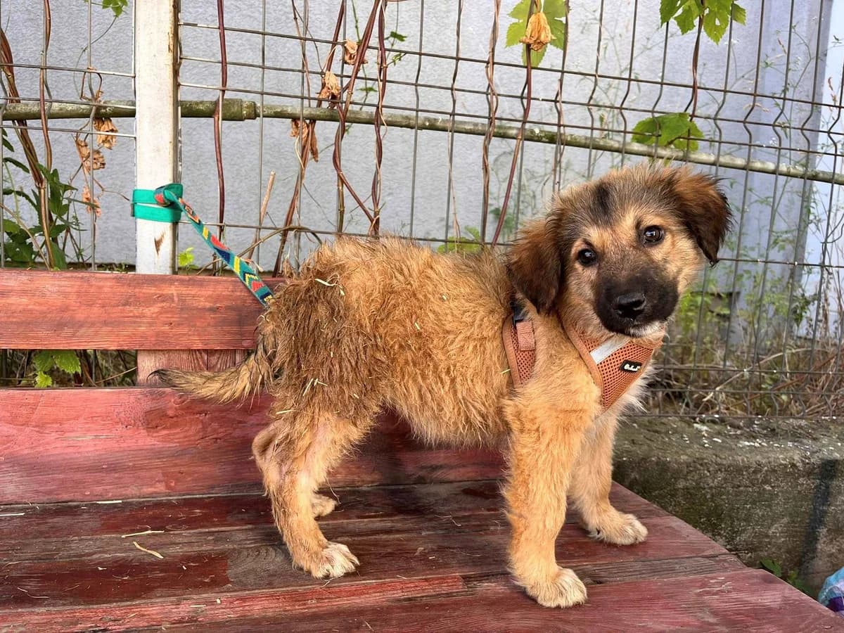 Mila, Mixed Breed for adoption at Ein Herz für Streuner e.V., München