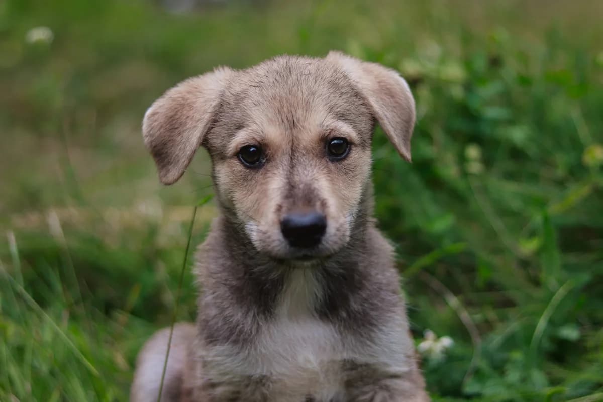 Mila, grau female puppy Mixed Breed for adoption at Ein Herz für Streuner e.V., München