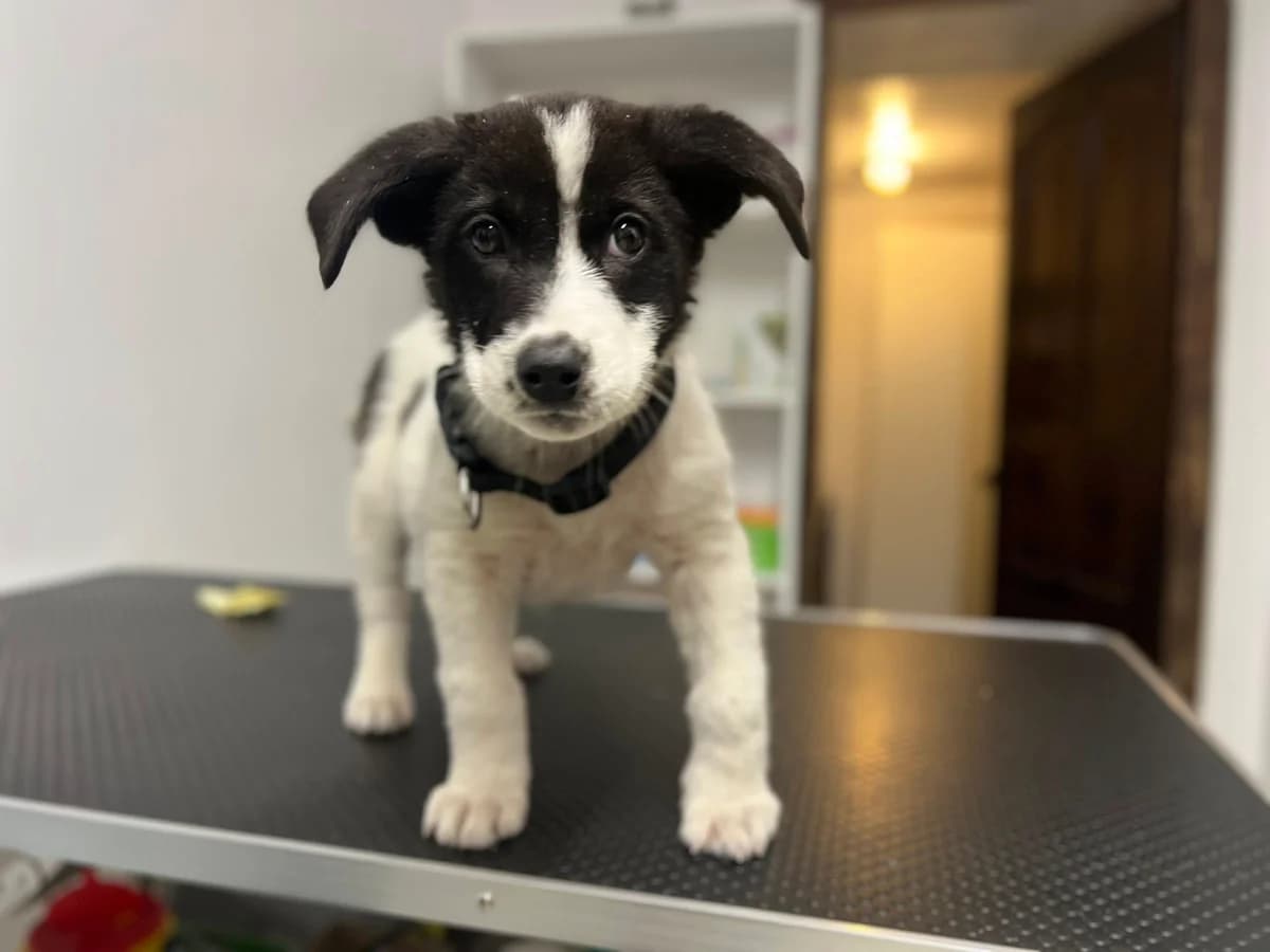 Mila, female puppy Mixed Breed for adoption at Ein Herz für Streuner e.V., München