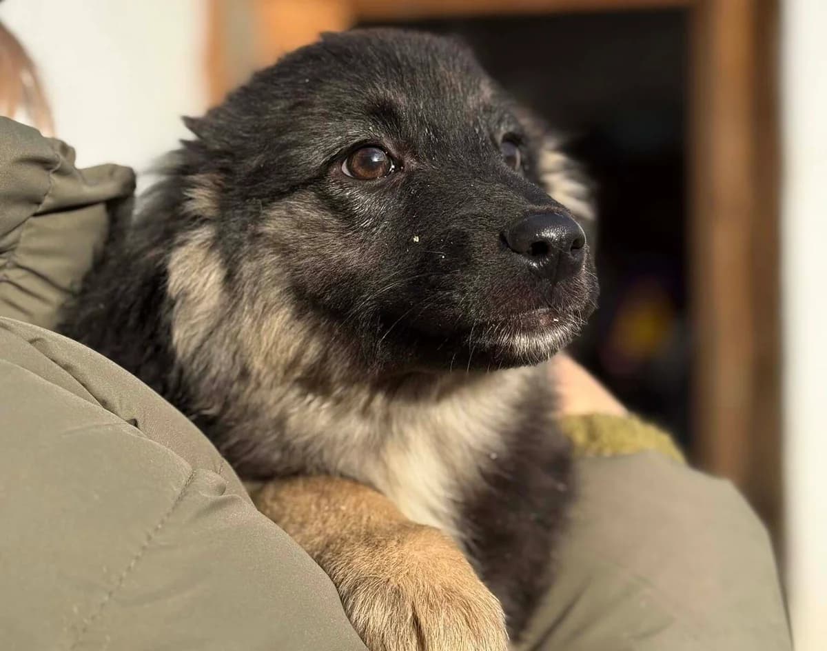 Mila, female puppy Mixed Breed for adoption at Ein Herz für Streuner e.V., München