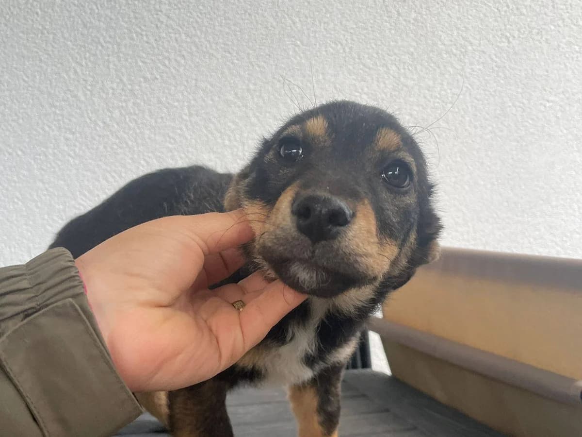 Mila, female young Mixed Breed for adoption at Ein Herz für Streuner e.V., München