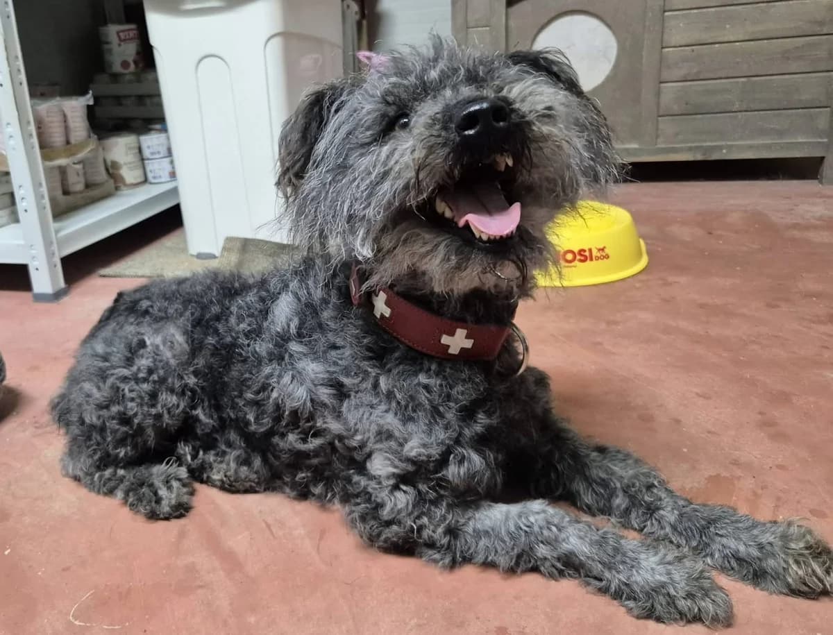 Mila, female 3yo Mixed Breed for adoption at Ein Herz für Streuner e.V., München