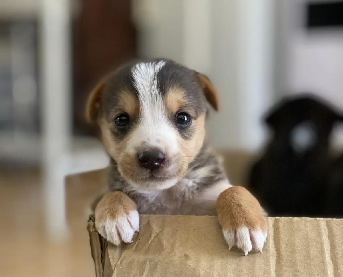 Milan, puppy Mixed Breed for adoption at Ein Herz für Streuner e.V., München