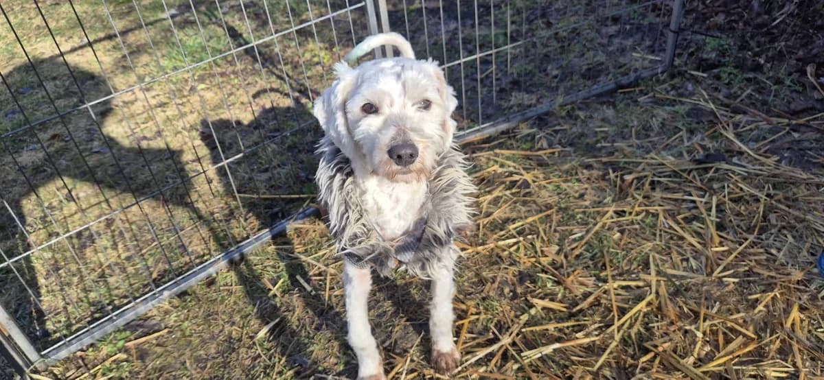 Milan, male young Mixed Breed for adoption at Ein Herz für Streuner e.V., München