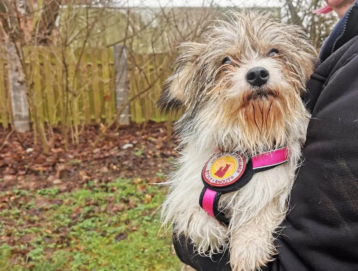 Milano, male 5yo Mixed Breed for adoption at Ein Herz für Streuner e.V., München