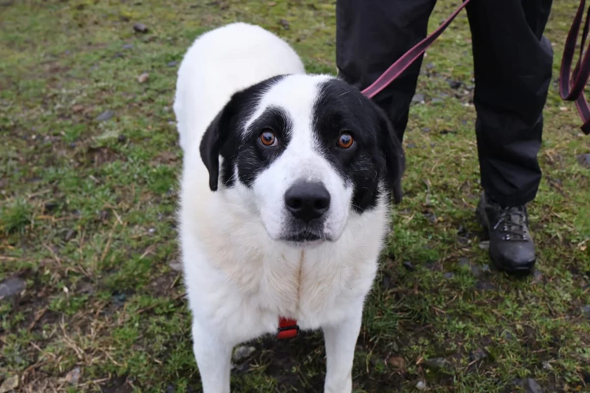 Miles, male 5yo Mixed Breed for adoption at Ein Herz für Streuner e.V., München