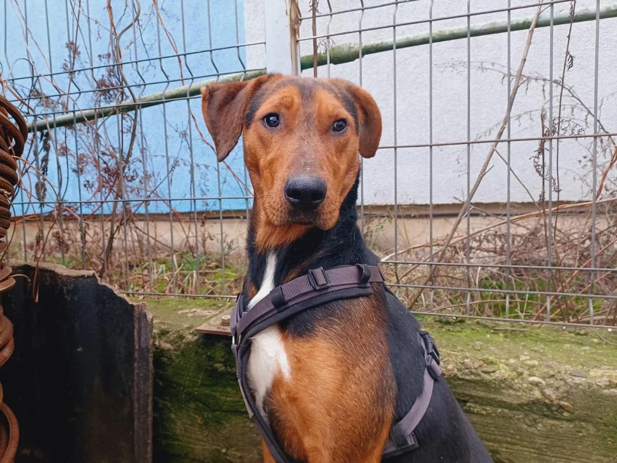 Miles, male young Mixed Breed for adoption at Ein Herz für Streuner e.V., München