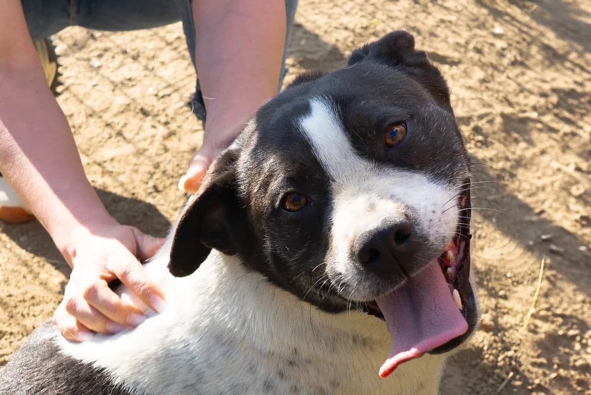 Miley, female 4yo Mixed Breed for adoption at Ein Herz für Streuner e.V., München