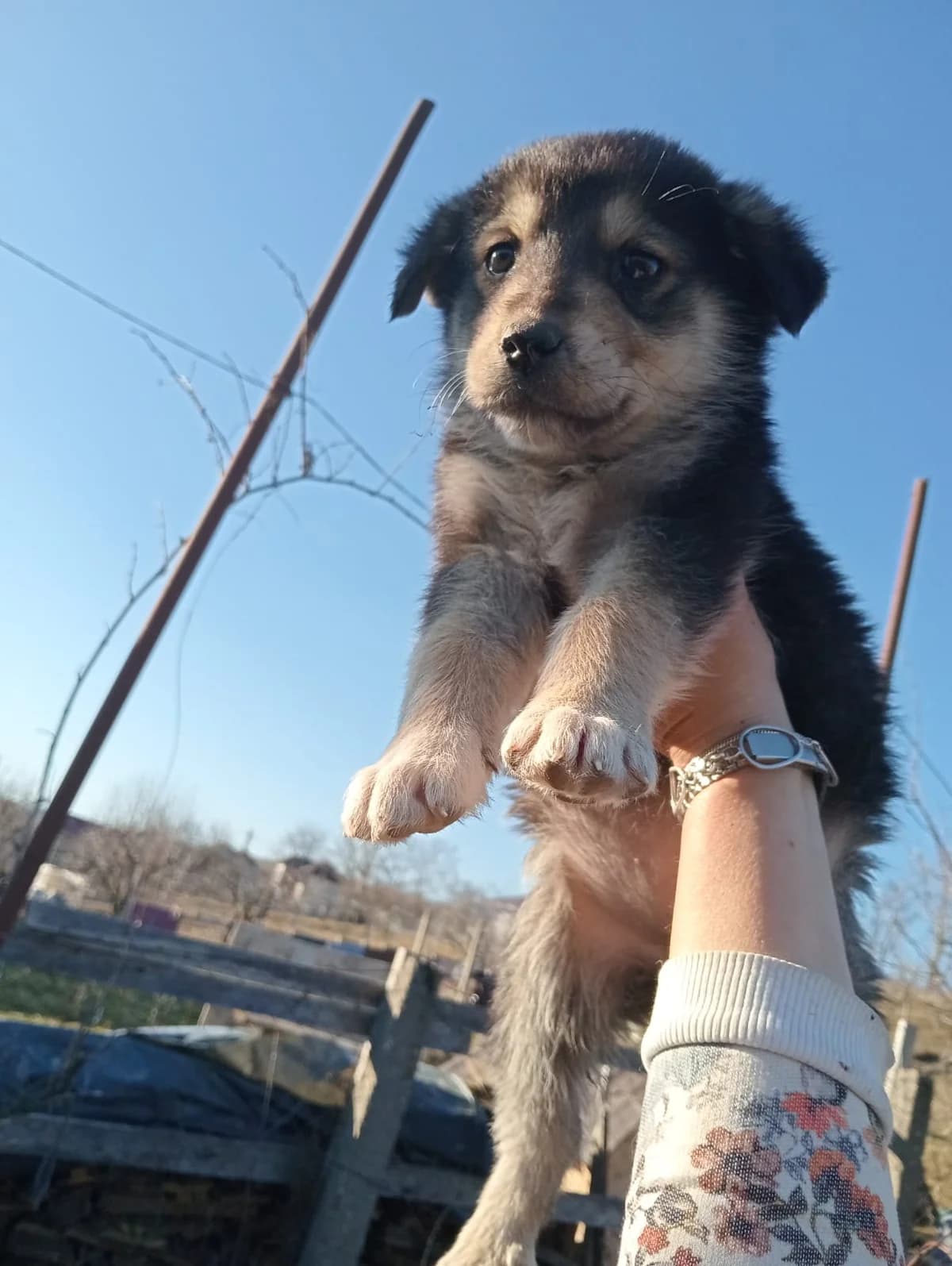 Mili, female puppy Mixed Breed for adoption at Ein Herz für Streuner e.V., München