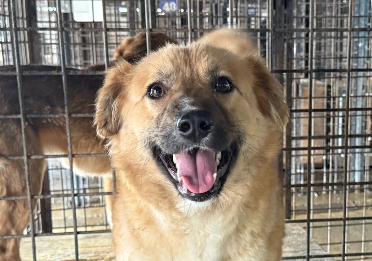 Milina, female young Mixed Breed for adoption at Ein Herz für Streuner e.V., München