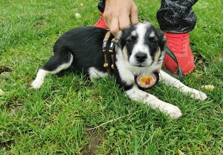 Milka, schwarz female puppy Mixed Breed for adoption at Ein Herz für Streuner e.V., München