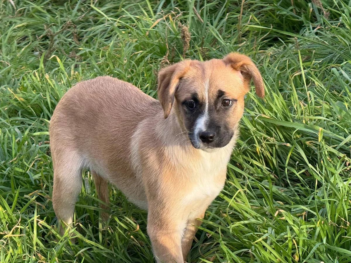 Milka, weiß female puppy Mixed Breed for adoption at Ein Herz für Streuner e.V., München