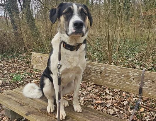 Milko, male puppy Mixed Breed for adoption at Ein Herz für Streuner e.V., München