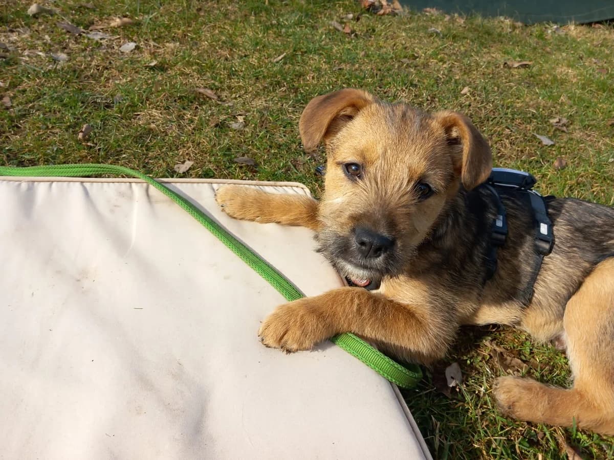 Milkshake, male puppy Mixed Breed for adoption at Ein Herz für Streuner e.V., München