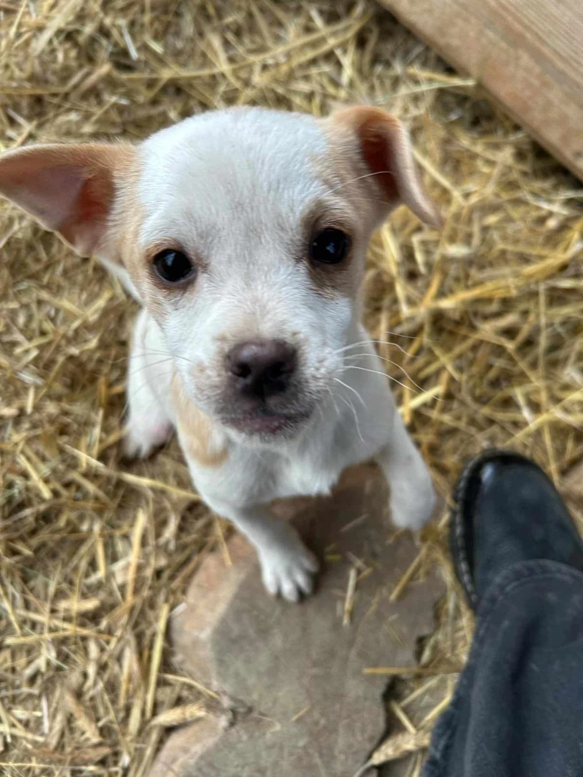 Milky, beige puppy Mixed Breed for adoption at Ein Herz für Streuner e.V., München