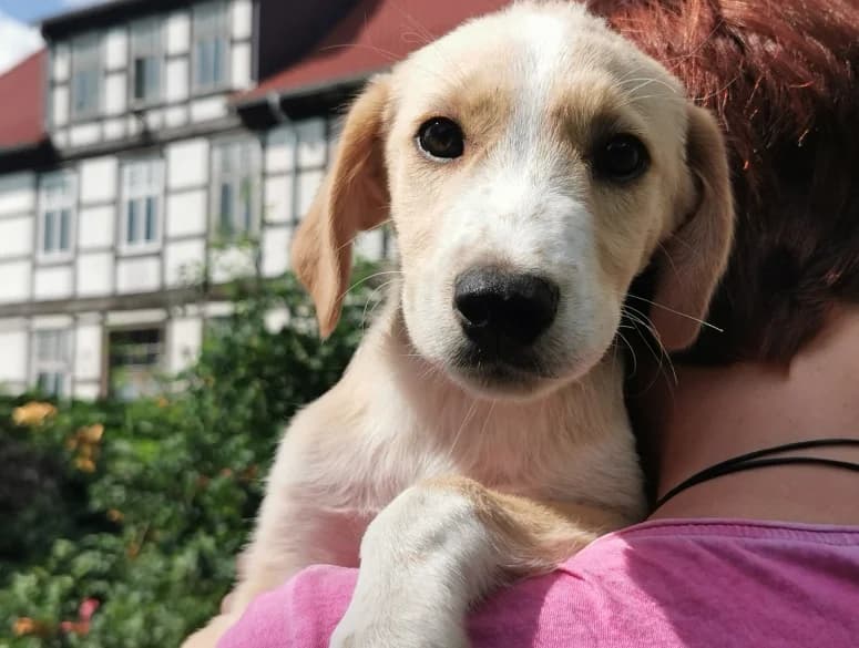 Milky, male puppy Mixed Breed for adoption at Ein Herz für Streuner e.V., München