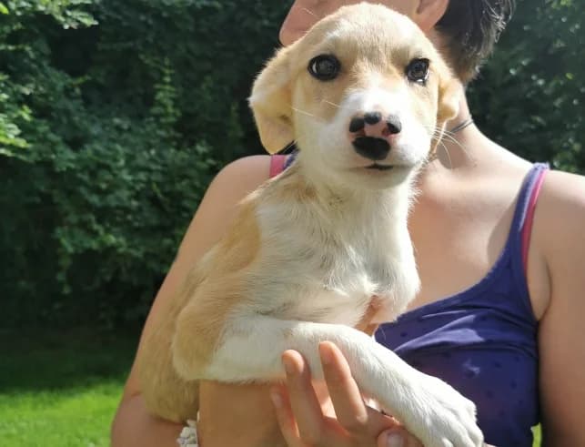 Milky Way, male puppy Mixed Breed for adoption at Ein Herz für Streuner e.V., München