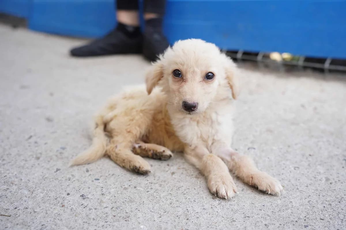 Milky Way, weiß male puppy Mixed Breed for adoption at Ein Herz für Streuner e.V., München
