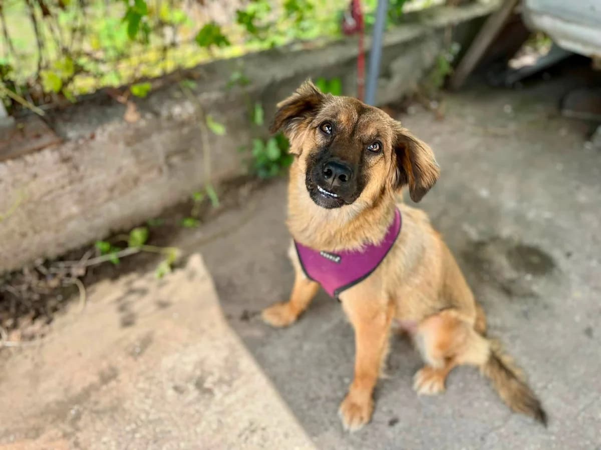 Milla, female young Mixed Breed for adoption at Ein Herz für Streuner e.V., München