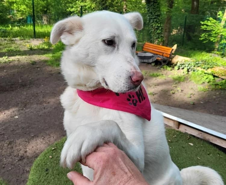 Milla, female 5yo Mixed Breed for adoption at Ein Herz für Streuner e.V., München