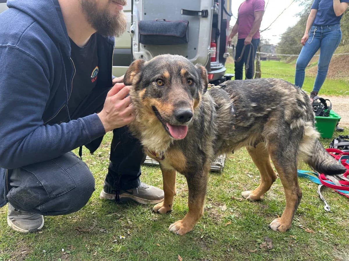 Milli, female 3yo Mixed Breed for adoption at Ein Herz für Streuner e.V., München