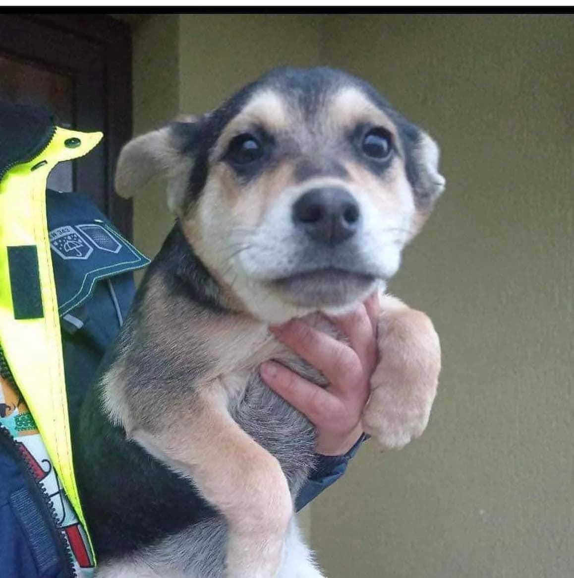 Millie, puppy Mixed Breed for adoption at Ein Herz für Streuner e.V., München