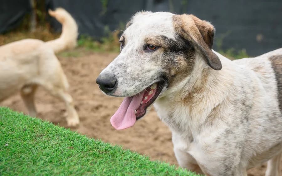 Millie, female 5yo Mixed Breed for adoption at Ein Herz für Streuner e.V., München