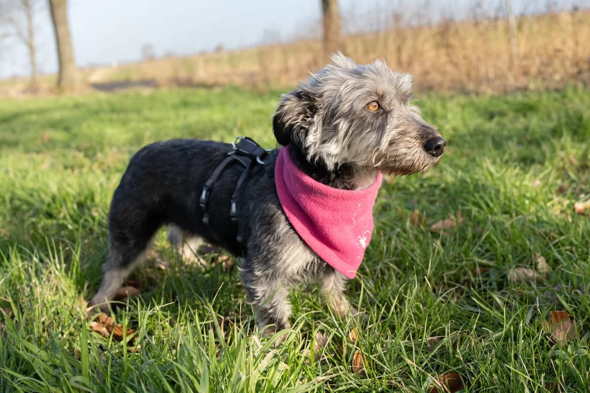 Millie, female young Mixed Breed for adoption at Ein Herz für Streuner e.V., München