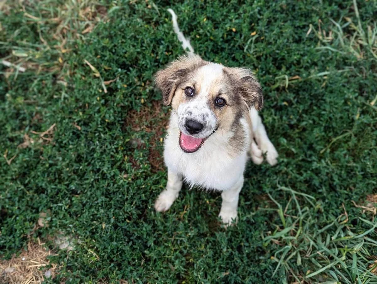 Millie, puppy Mixed Breed for adoption at Ein Herz für Streuner e.V., München